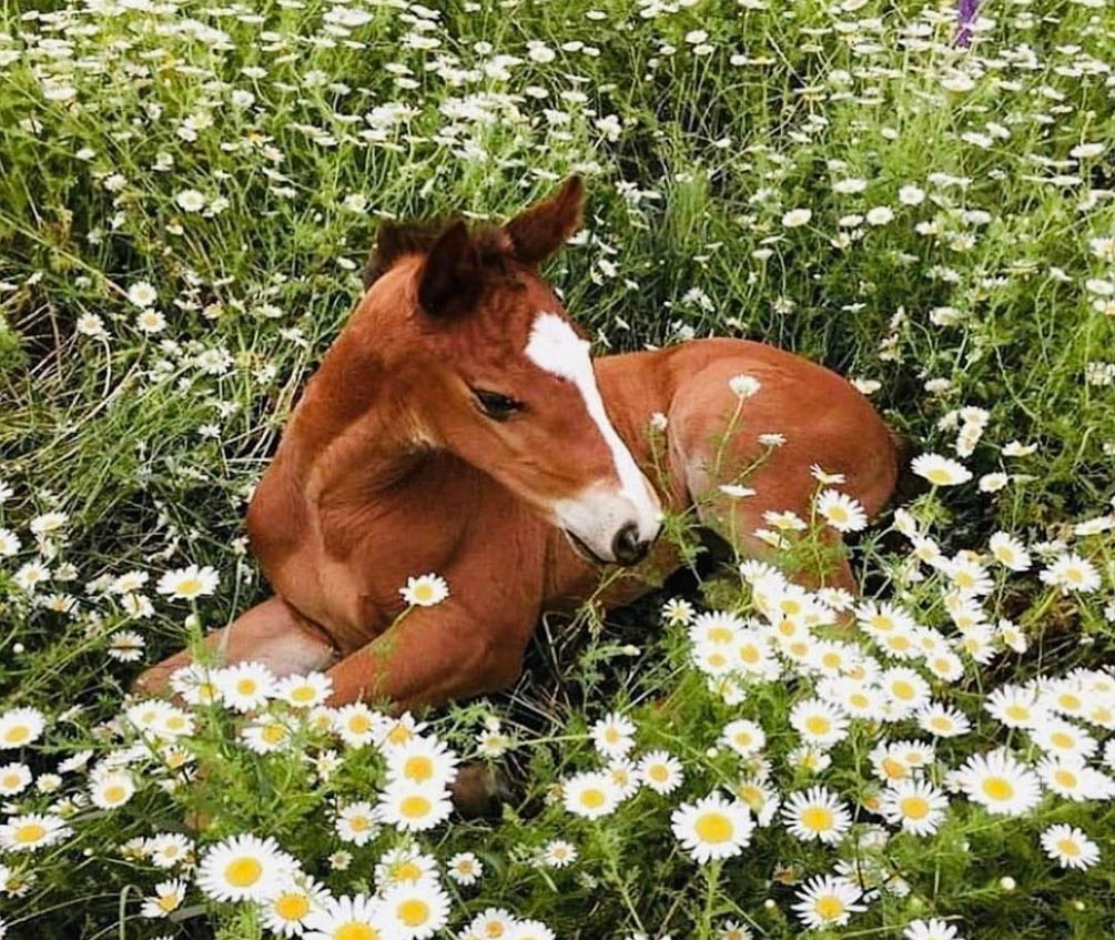 Precious Foal